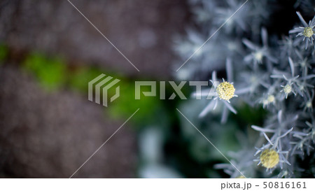 春に咲く花 50816161