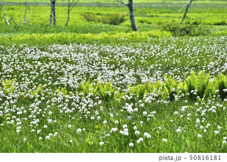 新緑の尾瀬ヶ原にワタスゲの群生 50816181