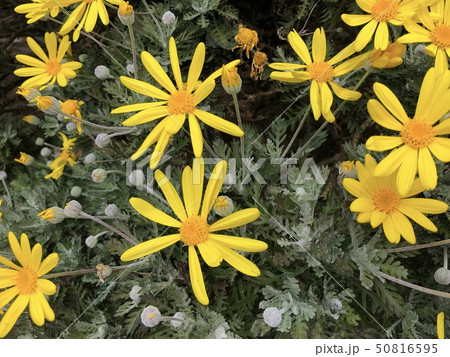 黄色い花 黄色い花 50816595