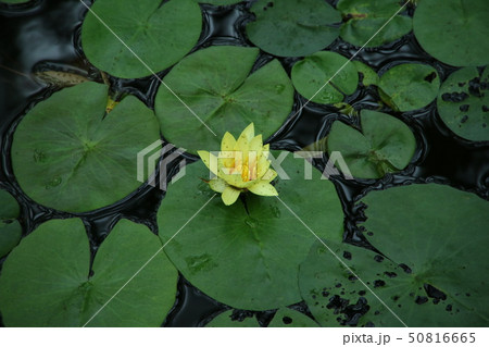 すいれんの花 すいれんの花 50816665