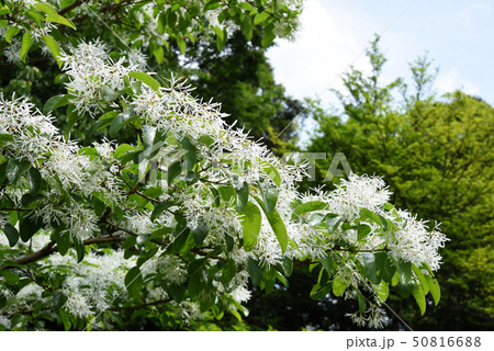 ヒトツバタゴ 50816688