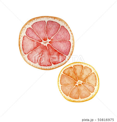 夏 トロピカルフルーツ グレープフルーツ オレンジ 水彩 イラストのイラスト素材