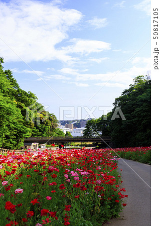 花の国（初夏） 50817105