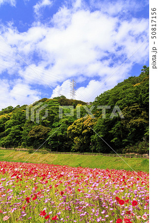 花の国（初夏） 50817156