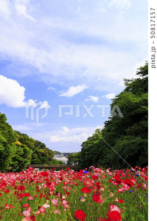 花の国（初夏） 50817157