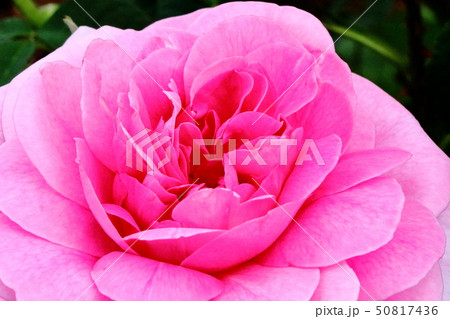 薔薇_オリビアローズオースチン 薔薇_オリビアローズオースチン 50817436