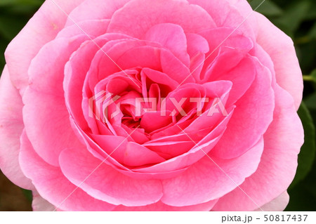 薔薇_オリビアローズオースチン 薔薇_オリビアローズオースチン 50817437