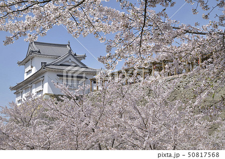 津山城　日本さくら名所100選 50817568