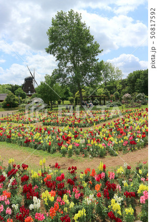 ふなばしアンデルセン公園の花めいろ、金魚草（キンギョソウ）（5月）千葉県船橋市 50817592