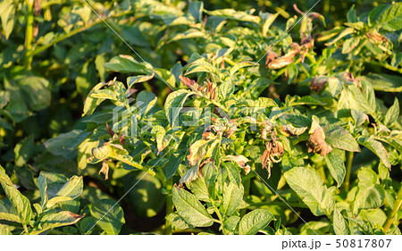 Potato bushes affected by Phytophthora Potato bushes affected by Phytophthora 50817807