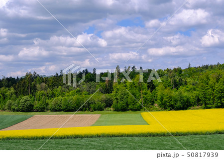 Golden field of flowering yellow rapeseed, Brassica Napus, with beautiful clouds on sky. Hausen AG Golden field of flowering yellow rapeseed, Brassica Napus, with beautiful clouds on sky. Hausen AG 50817939