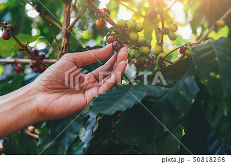 Hand of farmer pick fresh red ripen arabica coffee Hand of farmer pick fresh red ripen arabica coffee 50818268