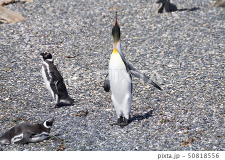 King penguin on Martillo island beach, Ushuaia 50818556