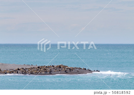 Elephant seals on Caleta Valdes beach, Patagonia, Elephant seals on Caleta Valdes beach, Patagonia, 50818592
