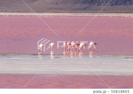 Laguna Colorada flamingos, Bolivia 50818605