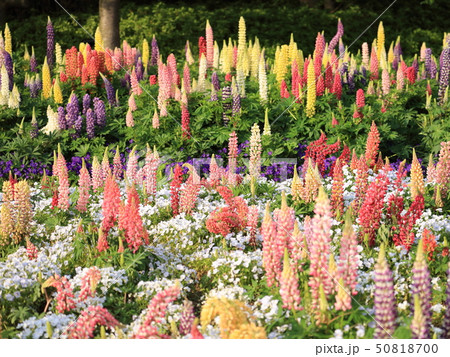 ルピナス 50818700