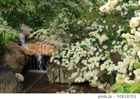 オオデマリ 50818701