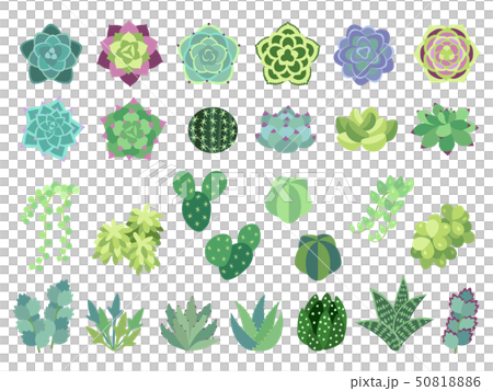 Illustration set planting parts of succulents 50818886