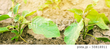 young eggplants grow in the field. vegetable rows. 50818911