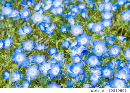 ネモフィラ 50819601