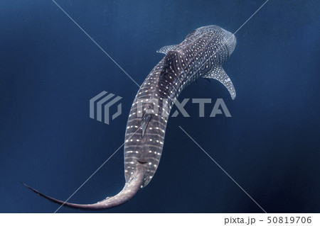 Whale Shark close encounter in west papua Whale Shark close encounter in west papua 50819706