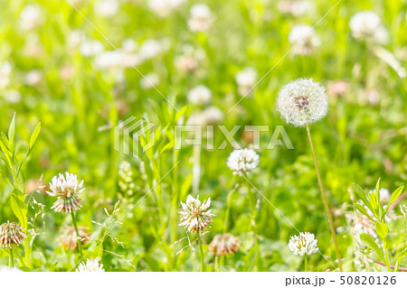 都会の公園に咲くたんぽぽ 都会の公園に咲くたんぽぽ 50820126