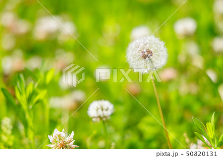 都会の公園に咲くたんぽぽ 50820131