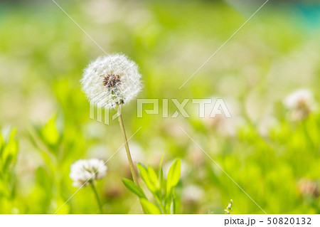 都会の公園に咲くたんぽぽ 50820132