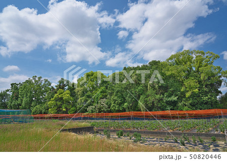【東山古墳】 大阪府藤井寺市野中2 【東山古墳】 大阪府藤井寺市野中2 50820446