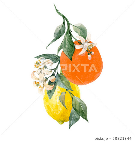 Watercolor citrus fruits vector illustration Watercolor citrus fruits vector illustration 50821344
