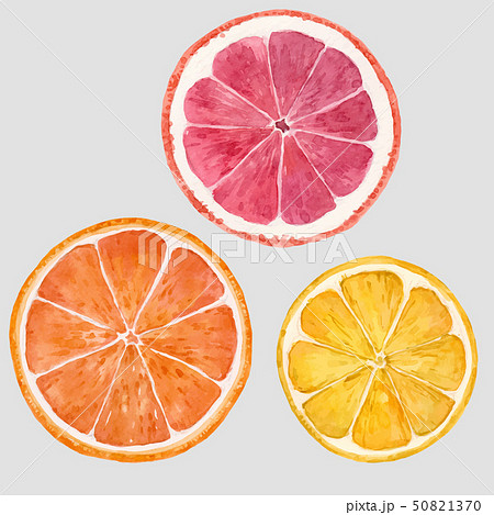 Watercolor citrus fruits vector illustration Watercolor citrus fruits vector illustration 50821370