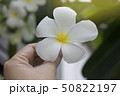 Flower plumeria or frangipani in hand with 50822197
