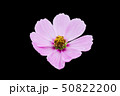 Isolated pink cosmos flower on black background 50822200