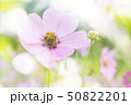 Pink cosmos flower in cosmos field in romantic 50822201