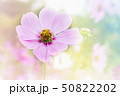 Pink cosmos flower in cosmos field in romantic 50822202