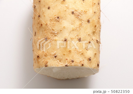 長芋。 長芋。 50822350