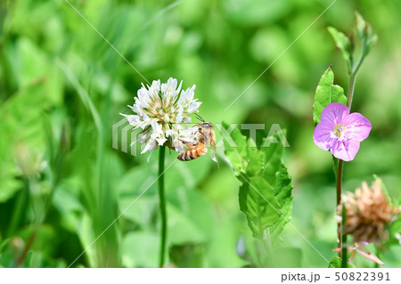 シロツメクサとミツバチ 50822391