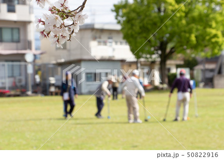 グランドゴルフをする元気な年配者 桜とグランドゴルフ グランドゴルフをする元気な年配者 桜とグランドゴルフ 50822916