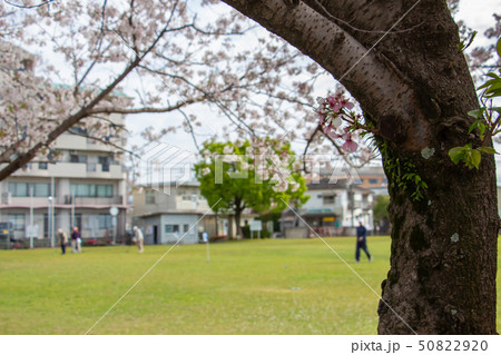 グランドゴルフをする元気な年配者　桜とグランドゴルフ 50822920