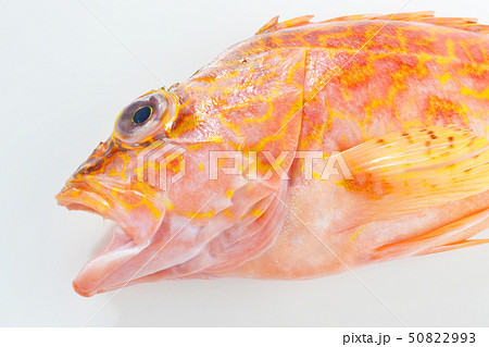 カサゴ美味い 50822993