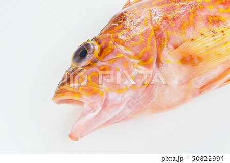 カサゴ美味い 50822994