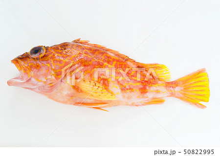 カサゴ美味い カサゴ美味い 50822995