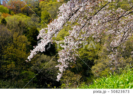 桜の花 50823673