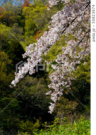 桜の花 50823674