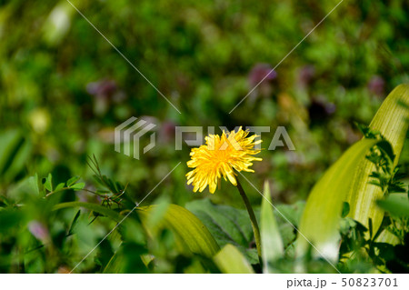 たんぽぽの花 たんぽぽの花 50823701