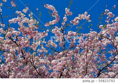 枝垂れ桜の花 枝垂れ桜の花 50823702