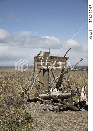 トドワラ トドワラ 50824247