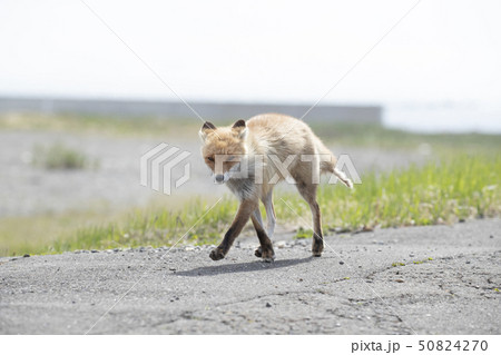 キツネ キツネ 50824270