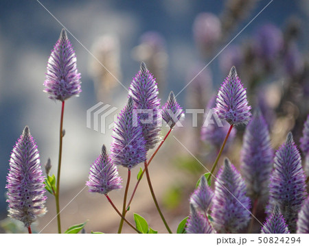 Australian purple Ptilotus exaltatus flowers Australian purple Ptilotus exaltatus flowers 50824294