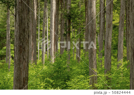 木曽ヒノキの林 50824444